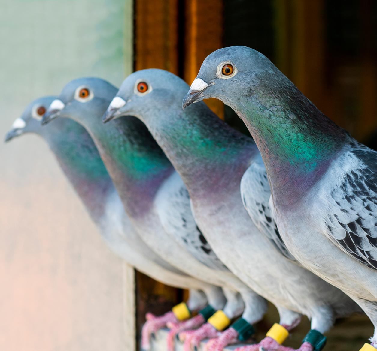 Voor de gezondheid en het welzijn van postduiven en andere vogels