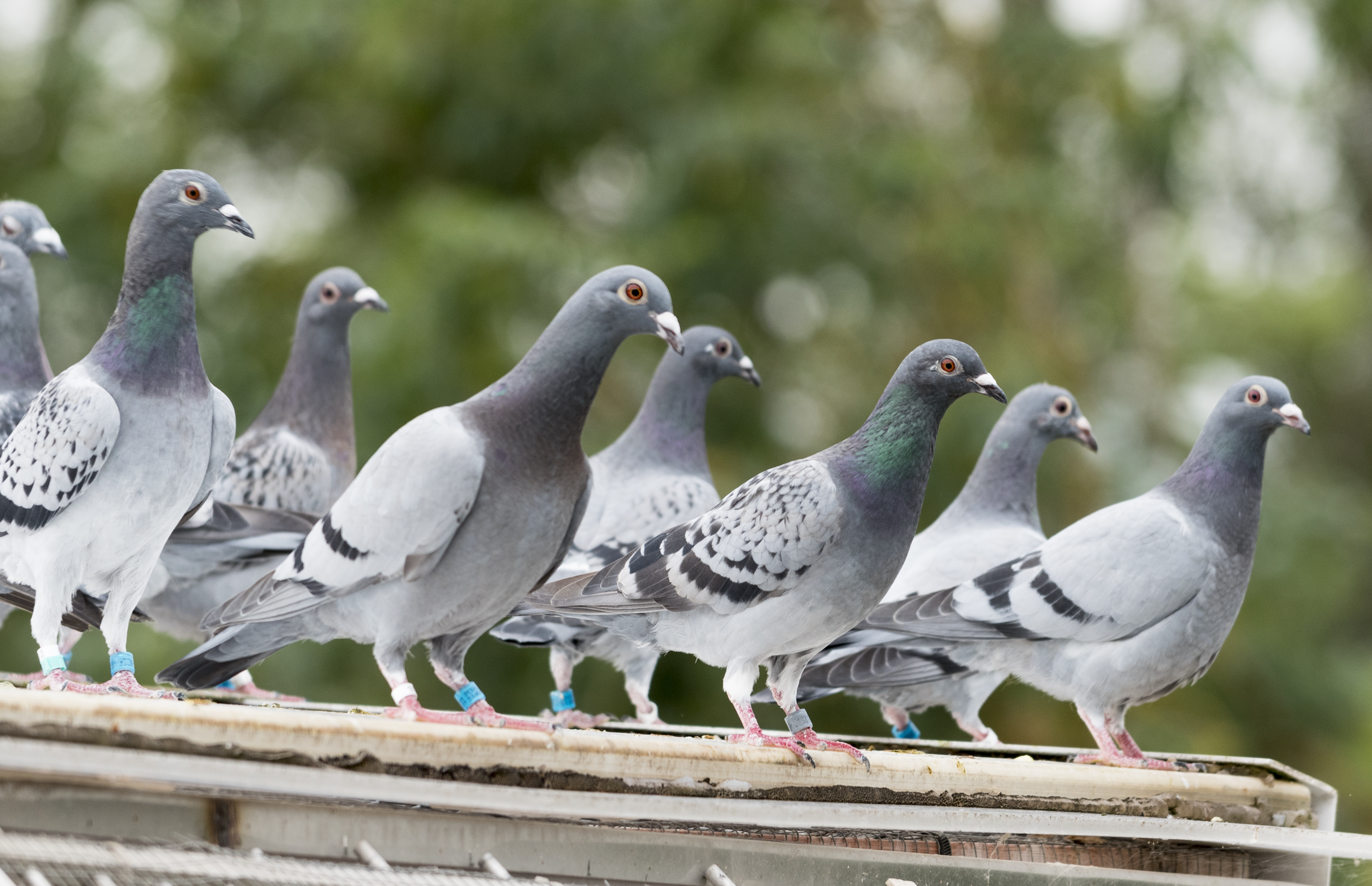 Het allerbeste voor uw vogels